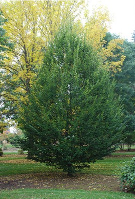 European Hornbeam