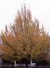 European Hornbeam