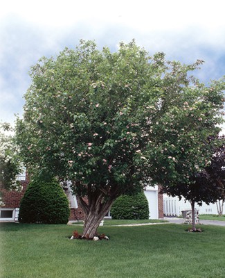 Toba Hawthorn