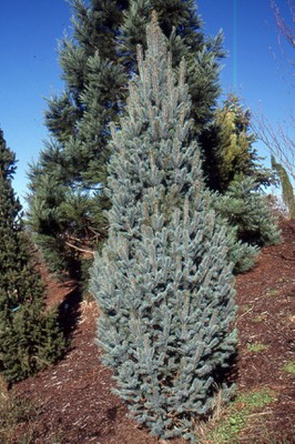 Columnar Blue Spruce