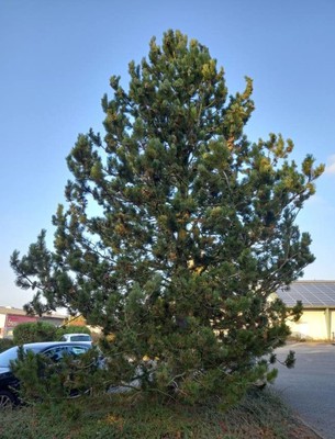 Austrian Pine