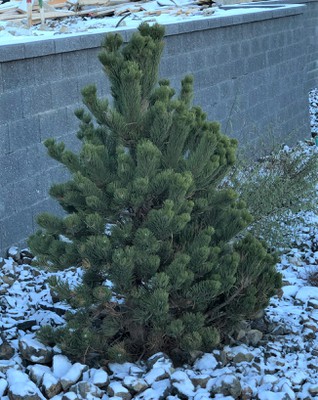 Oregon Green Austrian Pine