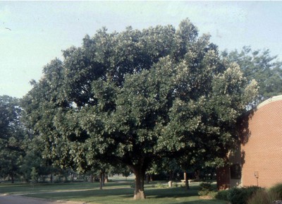 Bur Oak