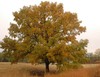 Bur Oak