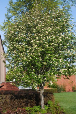 European Mountain Ash