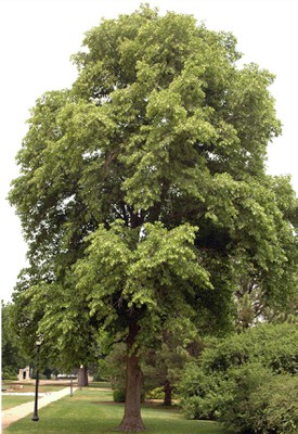 American Basswood