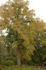 American Basswood