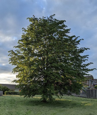 Corinthian Linden