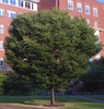 Japanese Zelkova