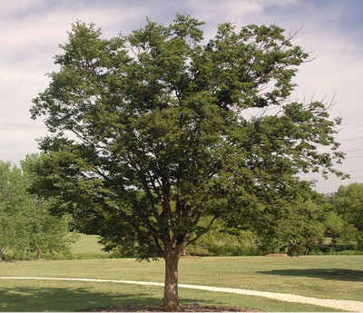 Japanese Zelkova