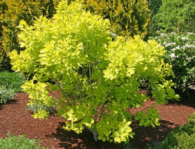 Golden Spirit Smokebush