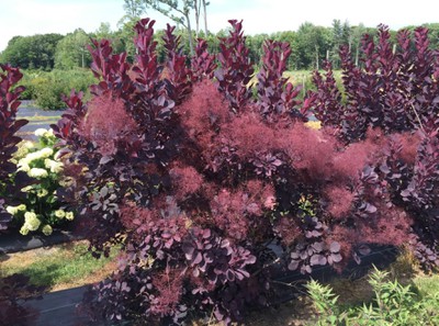 Winecraft Black Smokebush