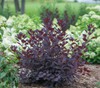 Winecraft Black Smokebush