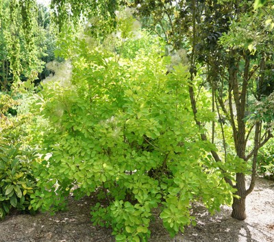 Winecraft Gold Smokebush