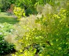 Winecraft Gold Smokebush