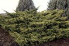 Chinese Juniper