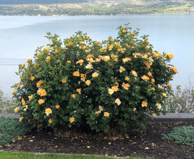 Morden Sunrise Rose