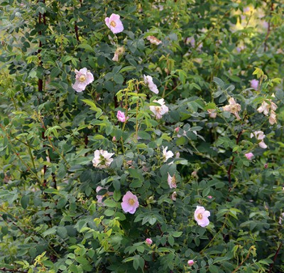 Nootka Rose