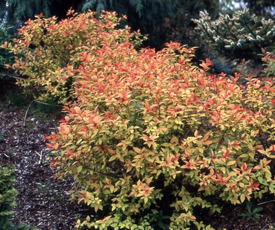 Spirea 'Goldflame'