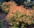 Spirea 'Goldflame' thumbnail