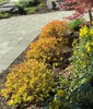 Spirea 'Goldflame'