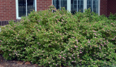 Spirea'Magic Carpet'