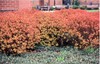 Spirea'Magic Carpet'