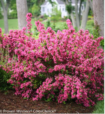 Sonic Bloom Pure Pink Weigela