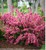 Sonic Bloom Pure Pink Weigela thumbnail