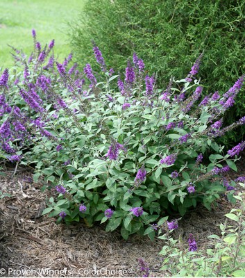 Dwarf Butterfly Bush