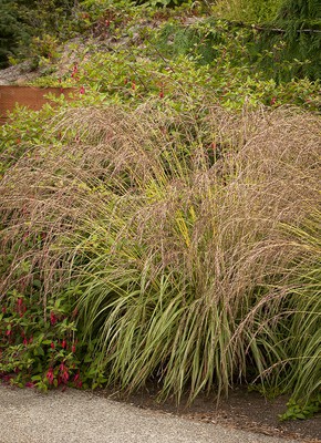 Purple moor grass