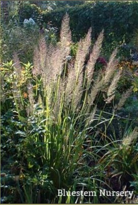 Korean Feather Reed Grass