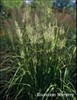 Korean Feather Reed Grass