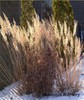 Korean Feather Reed Grass