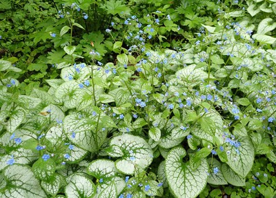 Siberian Bugloss