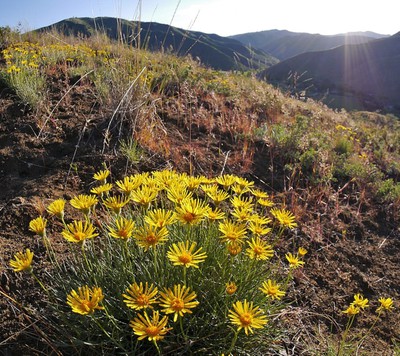 Desert Yellow Fleabane