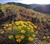 Desert Yellow Fleabane thumbnail