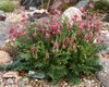 Prairie Smoke