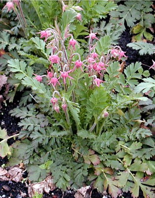 Prairie Smoke