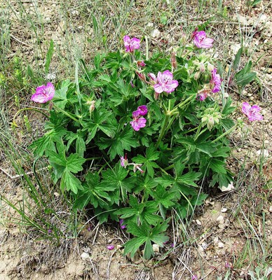 Sticky Geranium