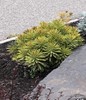 Ascot Spurge