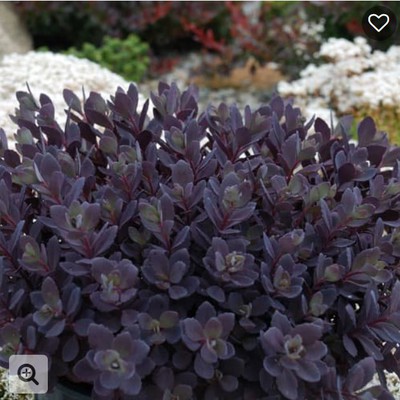 Sunsparkler Sedum