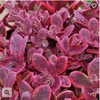 Sunsparkler Sedum