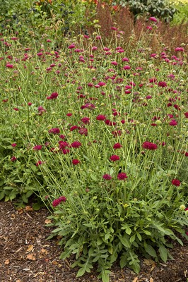 Scabious Mars Midget