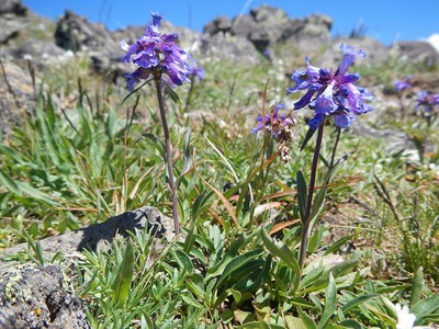 Slender Penstemon