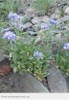 Slender Penstemon