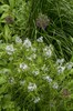 Blue Ice Star Flower