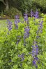 Blue false indigo