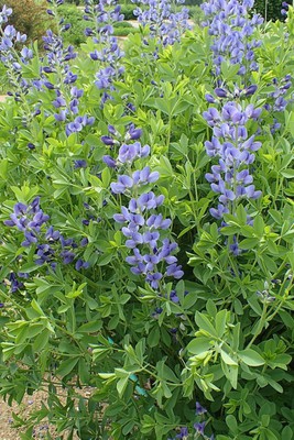 Blue false indigo