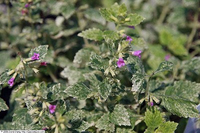 Calamint